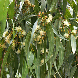 hunlife alapanyag eukaliptusz illóolaj