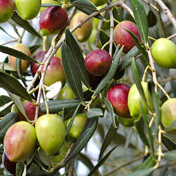 hunlife alapanyag olívaolaj